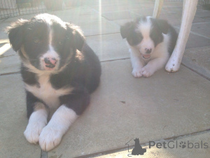 Zdjęcie №4. Sprzedam border collie w Mlada Boleslav. prywatne ogłoszenie, hodowca - cena - 5740zł