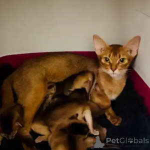 Zdjęcie №2 do zapowiedźy № 167266 na sprzedaż  kot abisyński - wkupić się Niemcy prywatne ogłoszenie