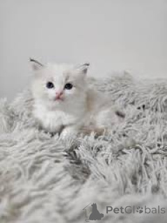 Zdjęcie №2 do zapowiedźy № 173285 na sprzedaż  ragdoll - wkupić się Polska prywatne ogłoszenie, hodowca