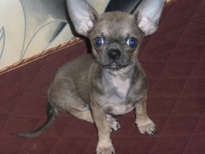 Dodatkowe zdjęcia: Szczenięta Chihuahua