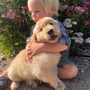 Zdjęcie №2 do zapowiedźy № 172955 na sprzedaż  golden retriever - wkupić się Gwadelupa 