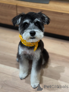 Zdjęcie №3. Śliczne miniaturowe szczenięta sznaucera. USA