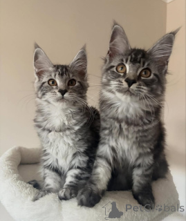 Zdjęcie №2 do zapowiedźy № 176854 na sprzedaż  maine coon - wkupić się Niemcy prywatne ogłoszenie