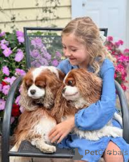 Zdjęcie №1. cavalier king charles spaniel - na sprzedaż w Luksemburg | 3348zł | Zapowiedź №161580