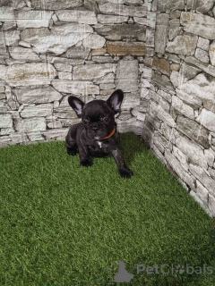 Zdjęcie №2 do zapowiedźy № 143770 na sprzedaż  buldog francuski - wkupić się Serbia 