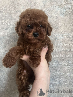 Zdjęcie №2 do zapowiedźy № 160722 na sprzedaż  pies nierasowy - wkupić się Ukraina prywatne ogłoszenie, od żłobka, hodowca