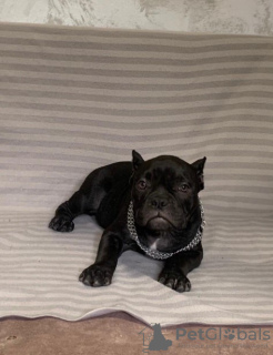 Dodatkowe zdjęcia: American Bully Exotic Micro szczenięta