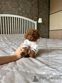 Zdjęcie №2 do zapowiedźy № 136366 na sprzedaż  maltipu - wkupić się Niemcy hodowca