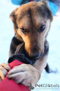 Zdjęcie №1. pies nierasowy - na sprzedaż w Краснокамск | Bezpłatny | Zapowiedź №8315