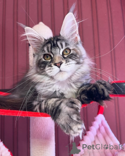 Zdjęcie №2 do zapowiedźy № 155319 na sprzedaż  maine coon - wkupić się Luksemburg prywatne ogłoszenie