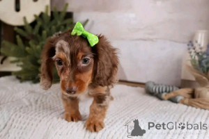 Zdjęcie №3. Sprzedam śliczne urocze szczenięta jamnika skontaktuj się z firmą WhatsApp. Niemcy