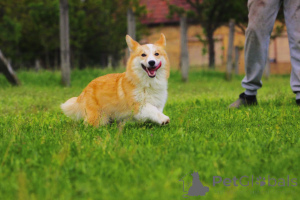Zdjęcie №4. Sprzedam welsh corgi w Bačka Topola. hodowca - cena - 6697zł