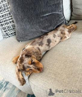 Zdjęcie №3. Sprzedam śliczne urocze szczenięta jamnika skontaktuj się z firmą WhatsApp. Finlandia