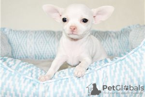 Zdjęcie №3. Urocze szczenięta Chihuahua do bezpłatnej adopcji. Niemcy