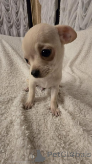 Zdjęcie №2 do zapowiedźy № 161481 na sprzedaż  chihuahua (rasa psów) - wkupić się Serbia hodowca