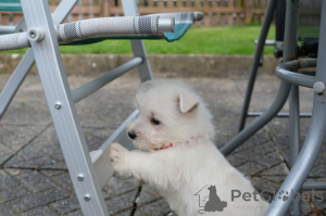 Zdjęcie №2 do zapowiedźy № 168486 na sprzedaż  west highland white terrier - wkupić się Szwecja prywatne ogłoszenie, hodowca