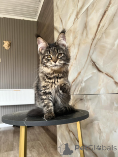 Zdjęcie №3. Kocięta rasy Maine Coon premium szukają swoich wiecznych rodzin. Niemcy
