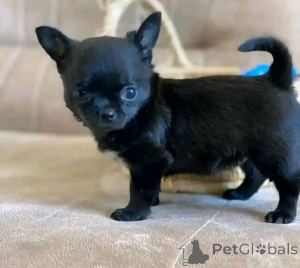 Zdjęcie №3. Poznaj swoich nowych najlepszych przyjaciół! Szukam kochającego domu dla moich. USA