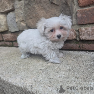 Zdjęcie №3. Prachtige Shih Tzu-puppy's op zoek naar een blijvend thuis. Holandia