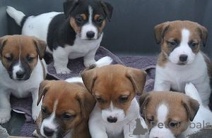Zdjęcie №1. jack russell terrier - na sprzedaż w Hamburg | 1435zł | Zapowiedź №154785