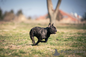 Dodatkowe zdjęcia: Buldog francuski sprzedam samicę