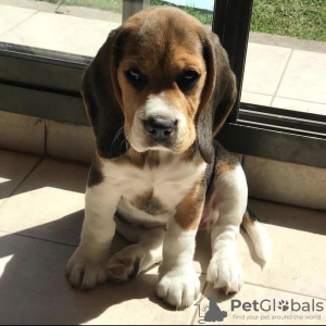 Zdjęcie №1. beagle (rasa psa) - na sprzedaż w Belgrad | 2721zł | Zapowiedź №50226