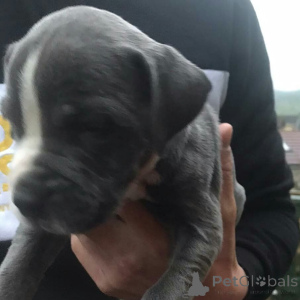 Zdjęcie №1. amerykański pitbulterier - na sprzedaż w Degerdal | 2153zł | Zapowiedź №173383