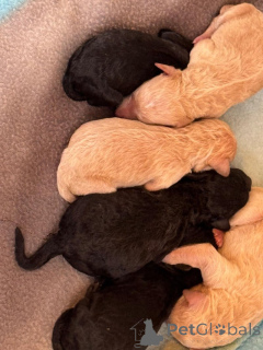 Zdjęcie №2 do zapowiedźy № 163985 na sprzedaż  pudel (zabawka) - wkupić się USA prywatne ogłoszenie, od żłobka