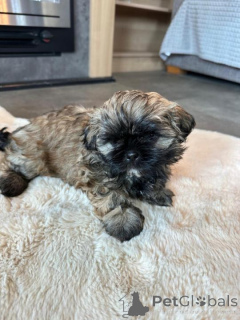 Zdjęcie №1. bolonka - na sprzedaż w Ansubrg | negocjowane | Zapowiedź №162034