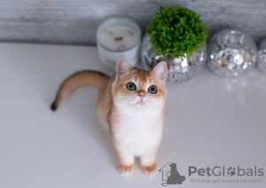 Zdjęcie №2 do zapowiedźy № 61962 na sprzedaż  kot brytyjski krótkowłosy - wkupić się Niemcy hodowca