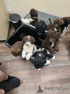 Zdjęcie №3. Labradoodle Welpen Zur Adoption. Niemcy