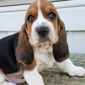 Zdjęcie №1. basset hound - na sprzedaż w Cheb | negocjowane | Zapowiedź №170694