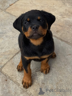 Zdjęcie №2 do zapowiedźy № 174970 na sprzedaż  rottweiler - wkupić się Niemcy prywatne ogłoszenie