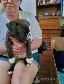 Zdjęcie №1. american bully - na sprzedaż w Berlin | negocjowane | Zapowiedź №135136