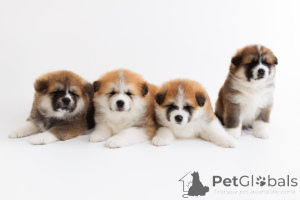 Zdjęcie №1. akita (rasa psa) - na sprzedaż w Zły Vilbel | negocjowane | Zapowiedź №166356