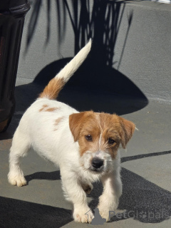 Zdjęcie №3. Wysokiej jakości szczenięta Jack Russell Terrier Inteligentne, odważne i. Niemcy