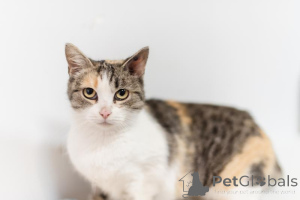 Zdjęcie №1.  - na sprzedaż w Chimki | Bezpłatny | Zapowiedź № 159363