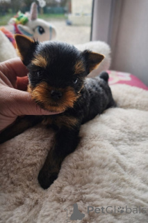 Zdjęcie №3. Mam do zaoferowania szczeniaka rasy Yorkshire. Dania