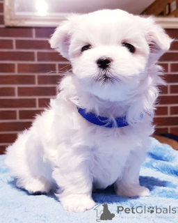 Zdjęcie №2 do zapowiedźy № 143282 na sprzedaż  maltańczyk - wkupić się Hiszpania 