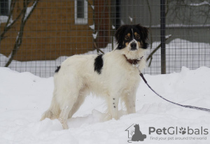 Zdjęcie №2 do zapowiedźy № 91230 na sprzedaż  pies nierasowy - wkupić się Federacja Rosyjska prywatne ogłoszenie