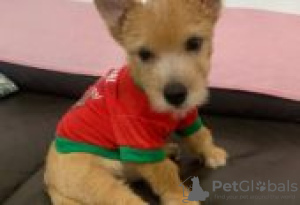 Zdjęcie №1. norwich terrier - na sprzedaż w Berlin | Bezpłatny | Zapowiedź №126984