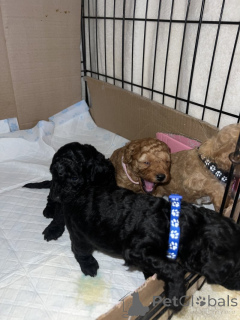 Zdjęcie №4. Sprzedam pudel (zabawka) w Miasto Tennessee.  - cena - 1622zł