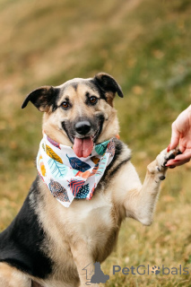 Zdjęcie №1. pies nierasowy - na sprzedaż w Rzeka Moskwa | Bezpłatny | Zapowiedź №149592