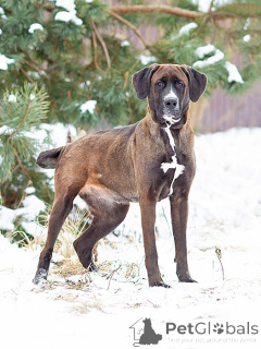 Zdjęcie №1. pies nierasowy - na sprzedaż w Moskova | Bezpłatny | Zapowiedź №163070