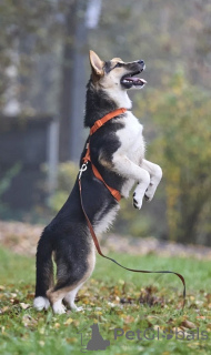 Zdjęcie №3. Vesta szuka kochających rodziców.. Federacja Rosyjska