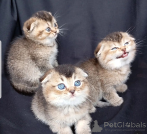 Zdjęcie №1. scottish fold - na sprzedaż w Berno | negocjowane | Zapowiedź № 122088