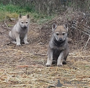 Zdjęcie №2 do zapowiedźy № 42020 na sprzedaż  wilczak czechosłowacki - wkupić się Bułgaria prywatne ogłoszenie