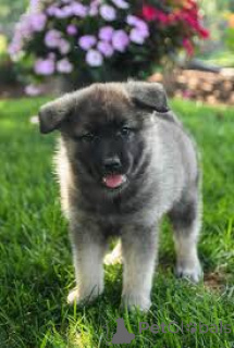 Zdjęcie №2 do zapowiedźy № 163876 na sprzedaż  buhund norweski - wkupić się Holandia prywatne ogłoszenie, hodowca