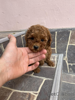 Zdjęcie №4. Sprzedam pudel (zabawka) w Odžaci.  - cena - negocjowane