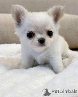 Zdjęcie №4. Sprzedam  w Campbell Town.  - cena - negocjowane